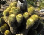 Parodia leninghausii – Pflege