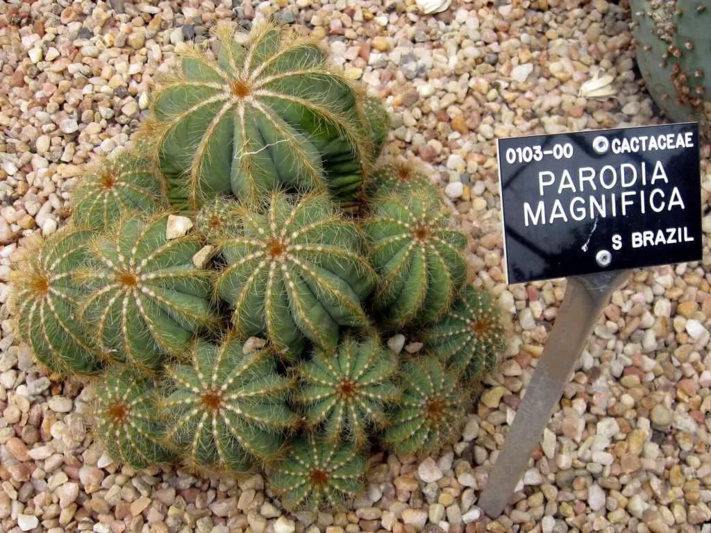 parodia veľkolepá (Parodia magnifica) – v záhrade, fotografia rastliny