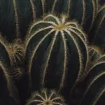 balloon cactus (Parodia magnifica) – plant photo