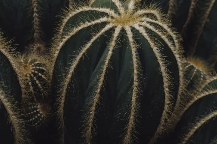 Parodia magnifica