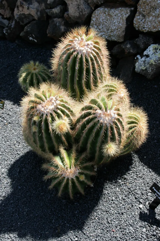 parodia veľkolepá (Parodia magnifica) – v záhrade, fotografia rastliny