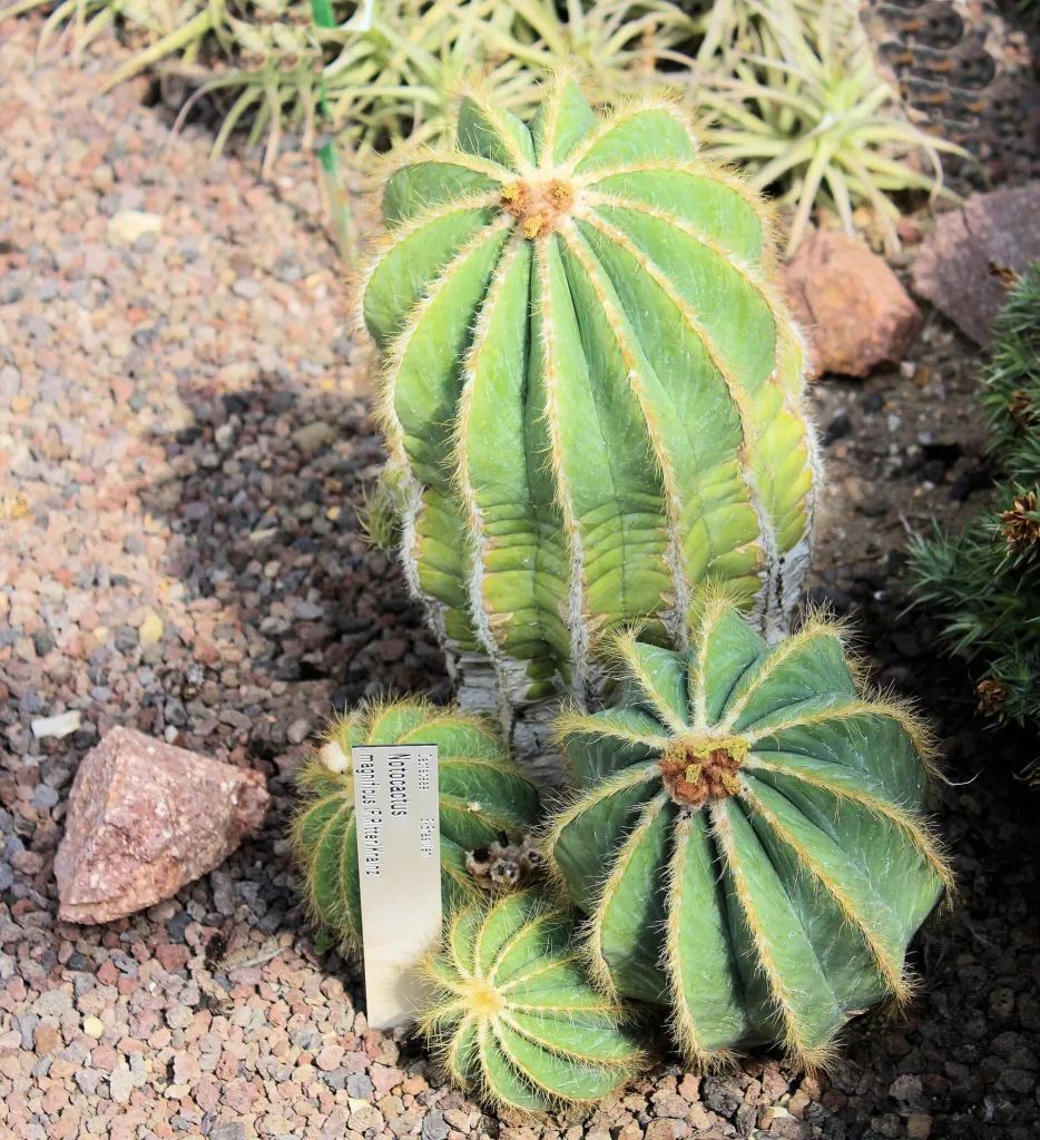 parodia veľkolepá (Parodia magnifica) – v záhrade, fotografia rastliny