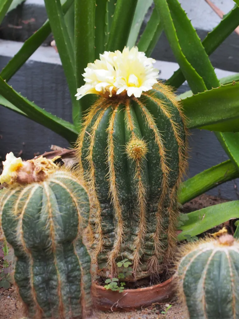 parodia veľkolepá (Parodia magnifica) – v záhrade, fotografia rastliny