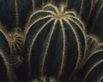 Parodia magnifica – Pflege