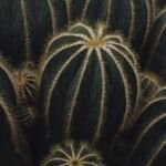 Parodia magnifica – (Parodia magnifica) – Pflanzenfoto