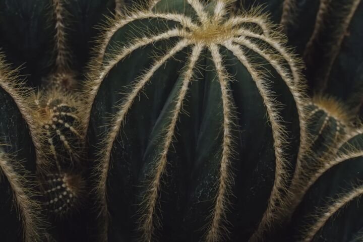 Parodia magnifica