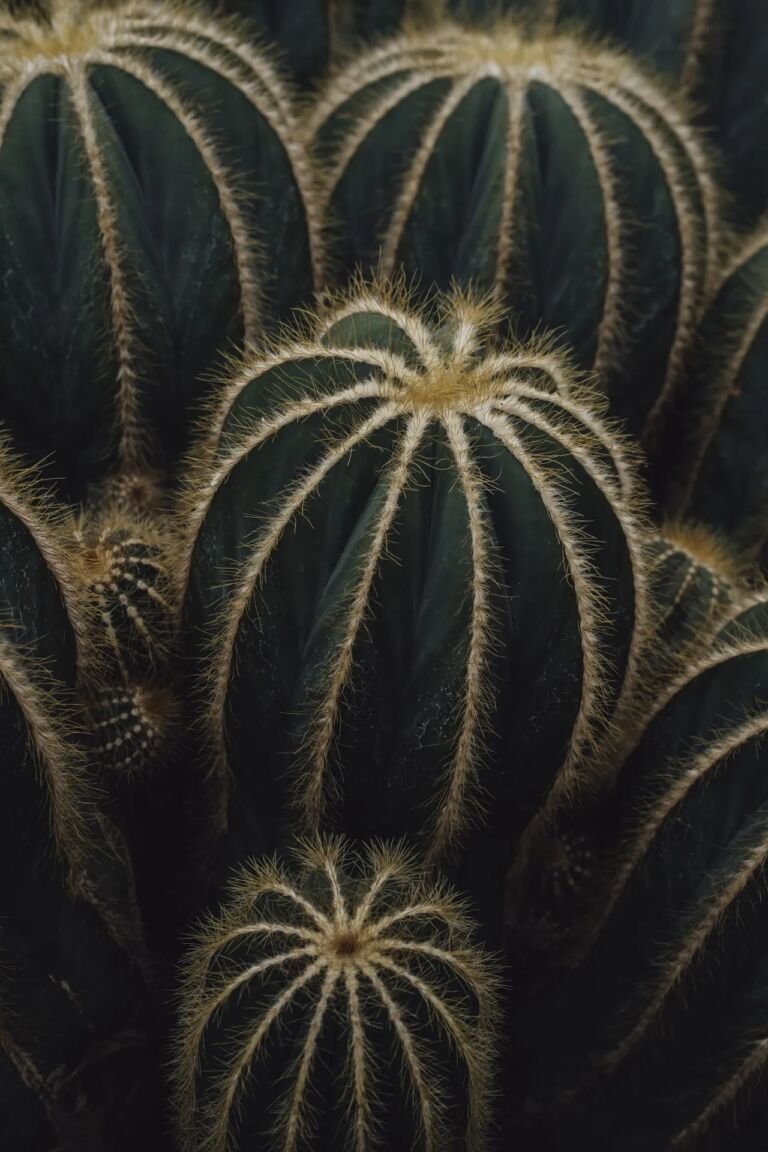 Parodia magnifica