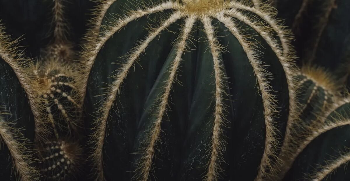 parodia veľkolepá (Parodia magnifica) – fotografia rastliny