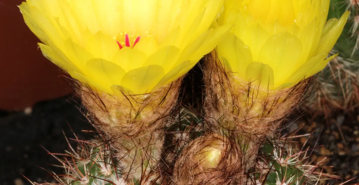Parodia werdermanniana – plant photo
