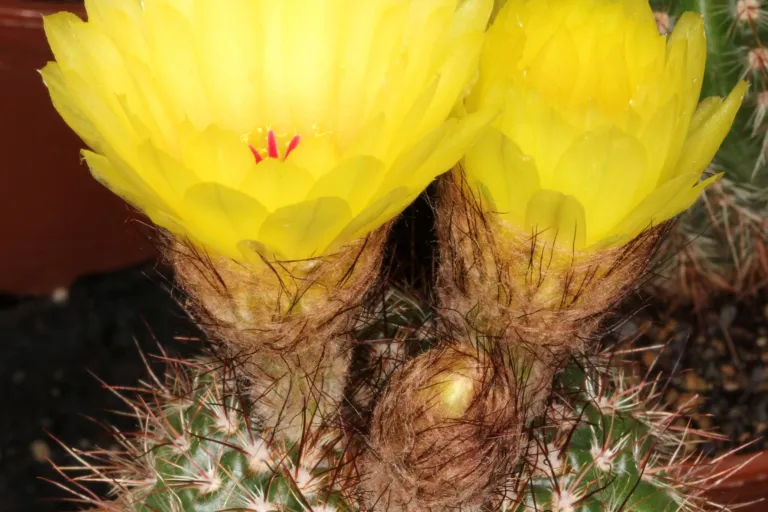 Parodia werdermanniana