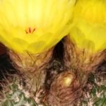 Parodia werdermanniana – (Parodia werdermanniana) – Pflanzenfoto