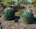 Parrasana Agave (Agave parrasana) – Pflege