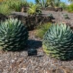 Parrasana Agave (Agave parrasana) – Pflanzenfoto