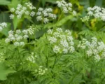 Parsnip Chervil (Chaerophyllum bulbosum) care guide