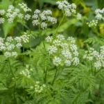 Parsnip Chervil (Chaerophyllum bulbosum) – plant photo