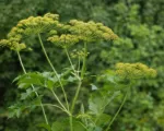 Parsnip (Pastinaca sativa) care guide