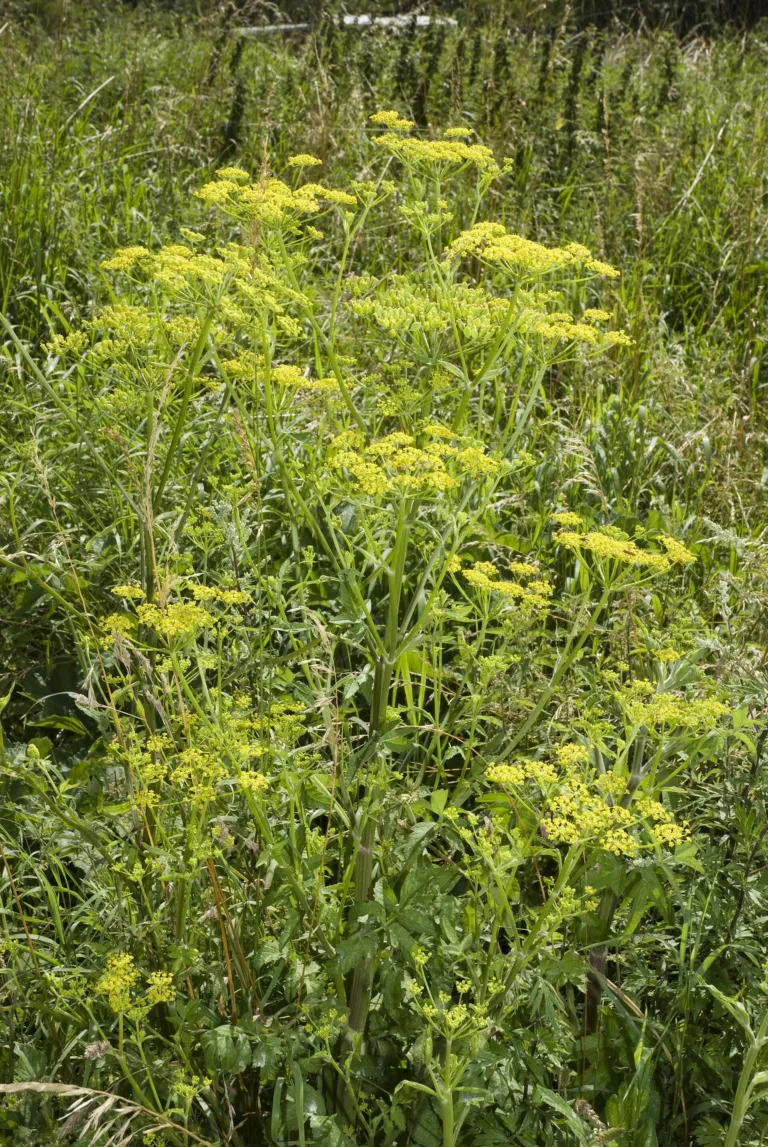 Parsnip (Pastinaca sativa) – characteristic appearance, plant photo