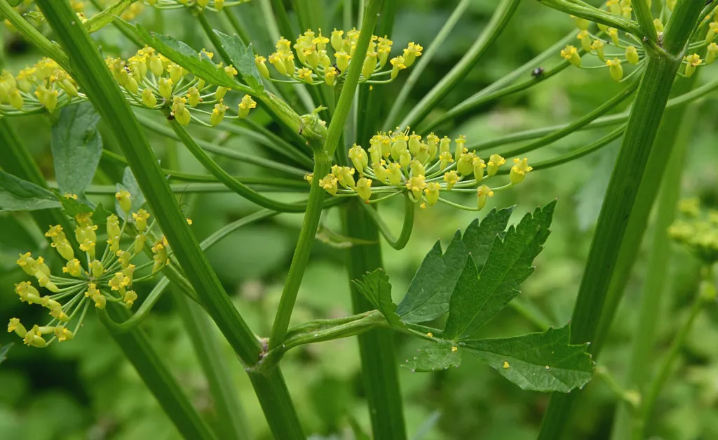 Parsnip (Pastinaca sativa) – flowers in close-up, plant photo