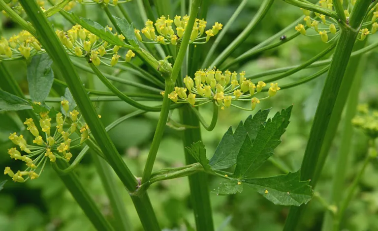Parsnip (Pastinaca sativa) – flowers in close-up, plant photo