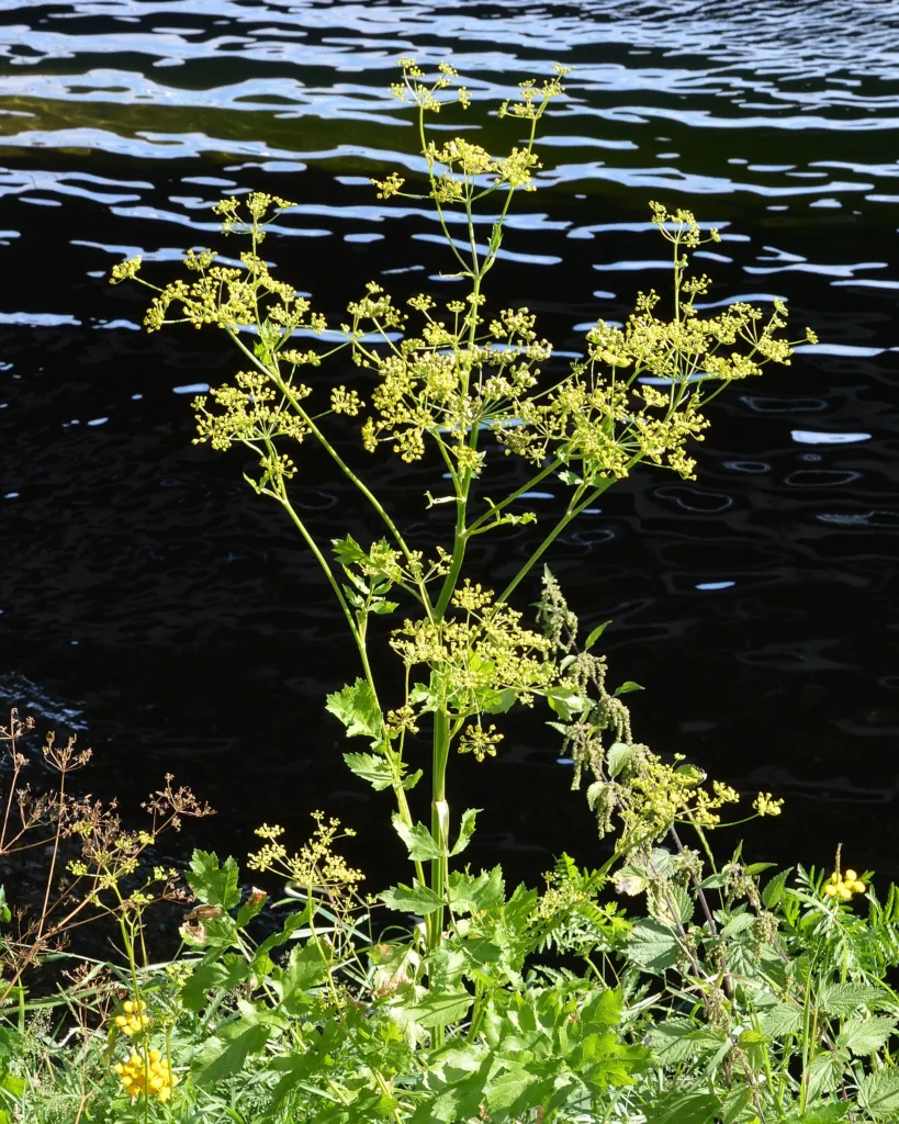 Parsnip (Pastinaca sativa) – in its natural habitat, plant photo