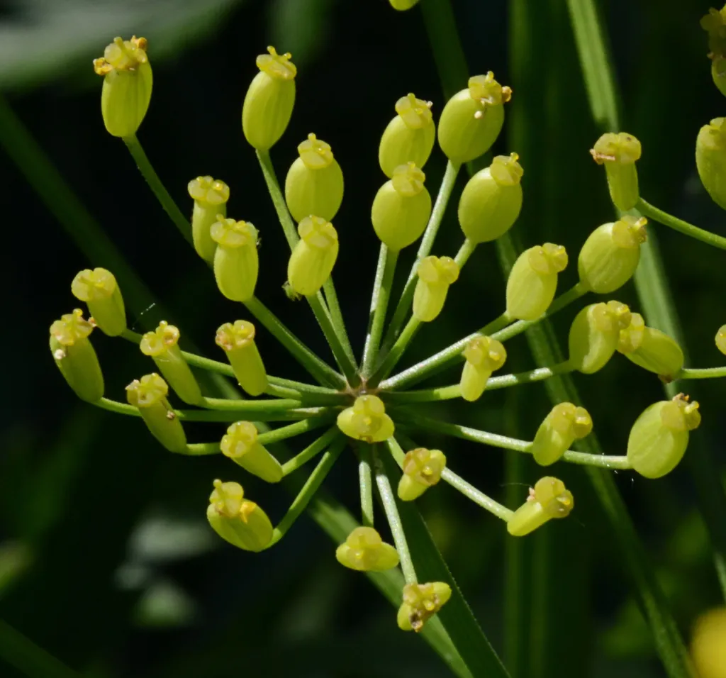 Parsnip (Pastinaca sativa) – flowers in close-up, plant photo