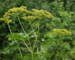 Pastinak (Pastinaca sativa) – Pflege