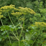 paštrnák siaty (Pastinaca sativa) – fotografia rastliny