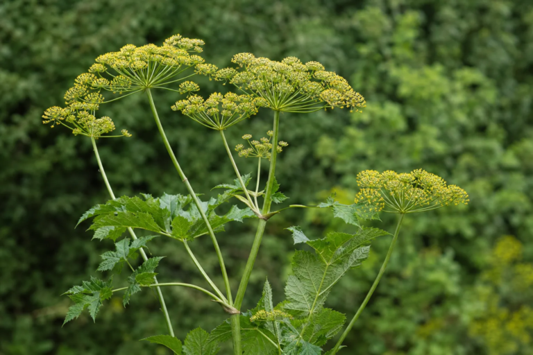Pastinaca sativa