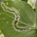Pea Leafminer