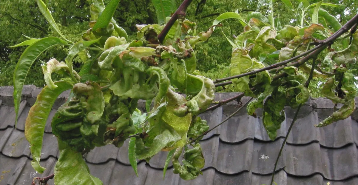 Peach leaf curl