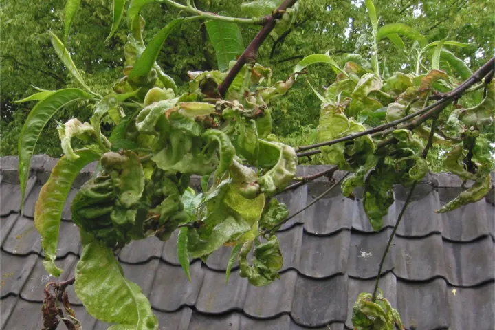 Peach leaf curl