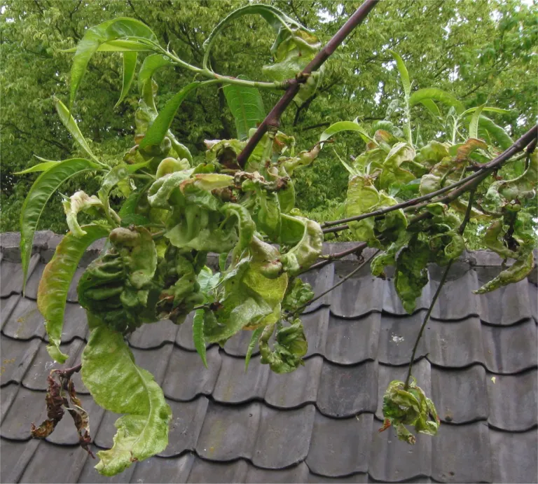 Peach leaf curl – diagnostic photo