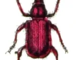 Peach weevil