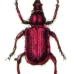 Peach weevil