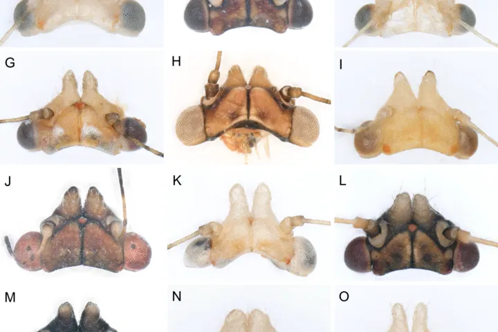 Pear psylla