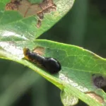 Pear sawfly (pear slug)