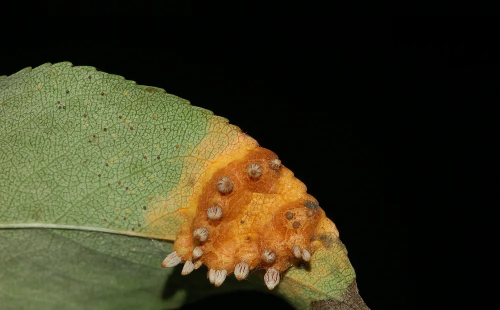 Pear trellis rust