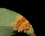 Pear trellis rust