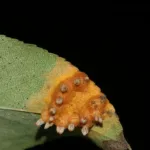 Pear trellis rust