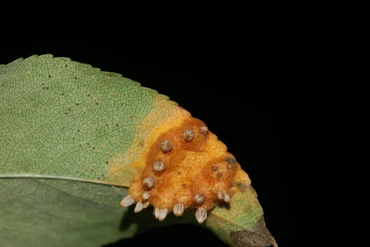 Pear trellis rust
