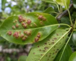 Pearleaf Blister Mite