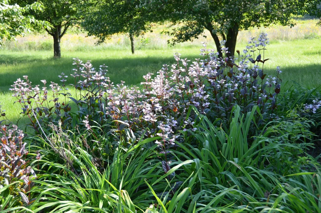 Husker Red penstemon (Penstemon digitalis 'Husker Red') – flowers in close-up, plant photo