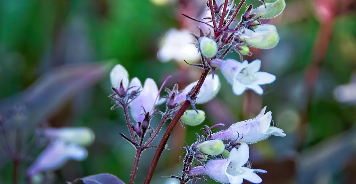 Husker Red penstemon (Penstemon digitalis 'Husker Red') – plant photo