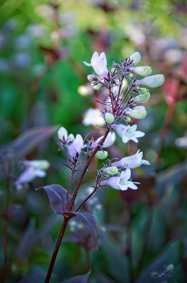 Penstemon digitalis 'Husker Red'