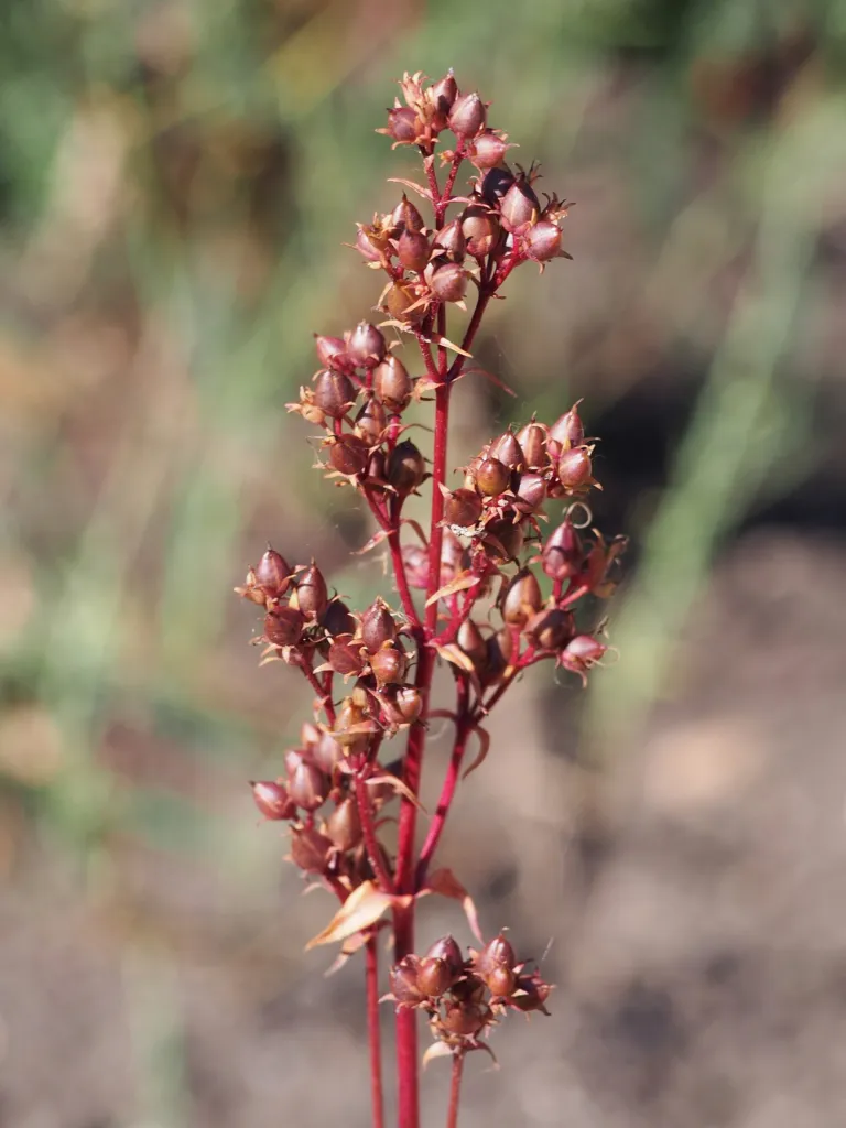 Husker Red penstemon (Penstemon digitalis 'Husker Red') – fruit in close-up, plant photo