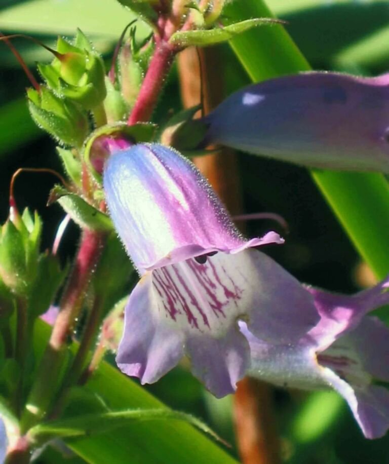 Penstemon 'Evelyn'