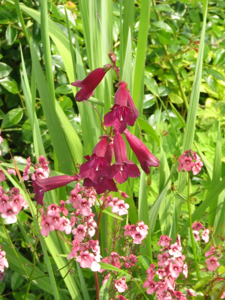 Penstemon ‘Evelyn’ (Penstemon 'Evelyn') – in its natural habitat, plant photo