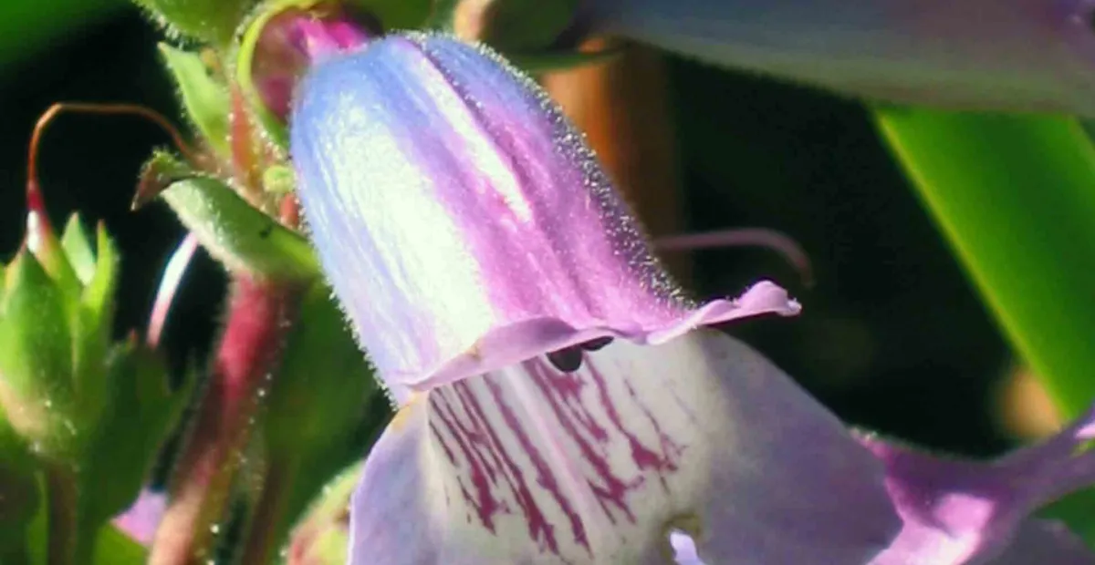 Penstemon 'Evelyn' – plant photo