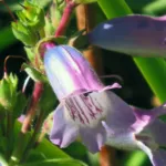 Penstemon ‘Evelyn’ (Penstemon 'Evelyn') – plant photo