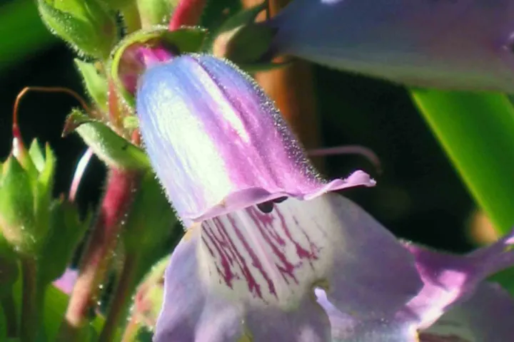Penstemon 'Evelyn'